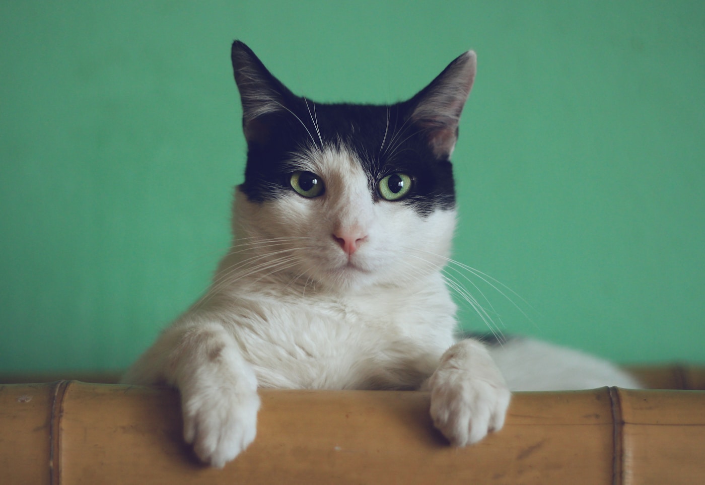 椅子の背にちょこんと前足をのせる白黒猫、だいふく