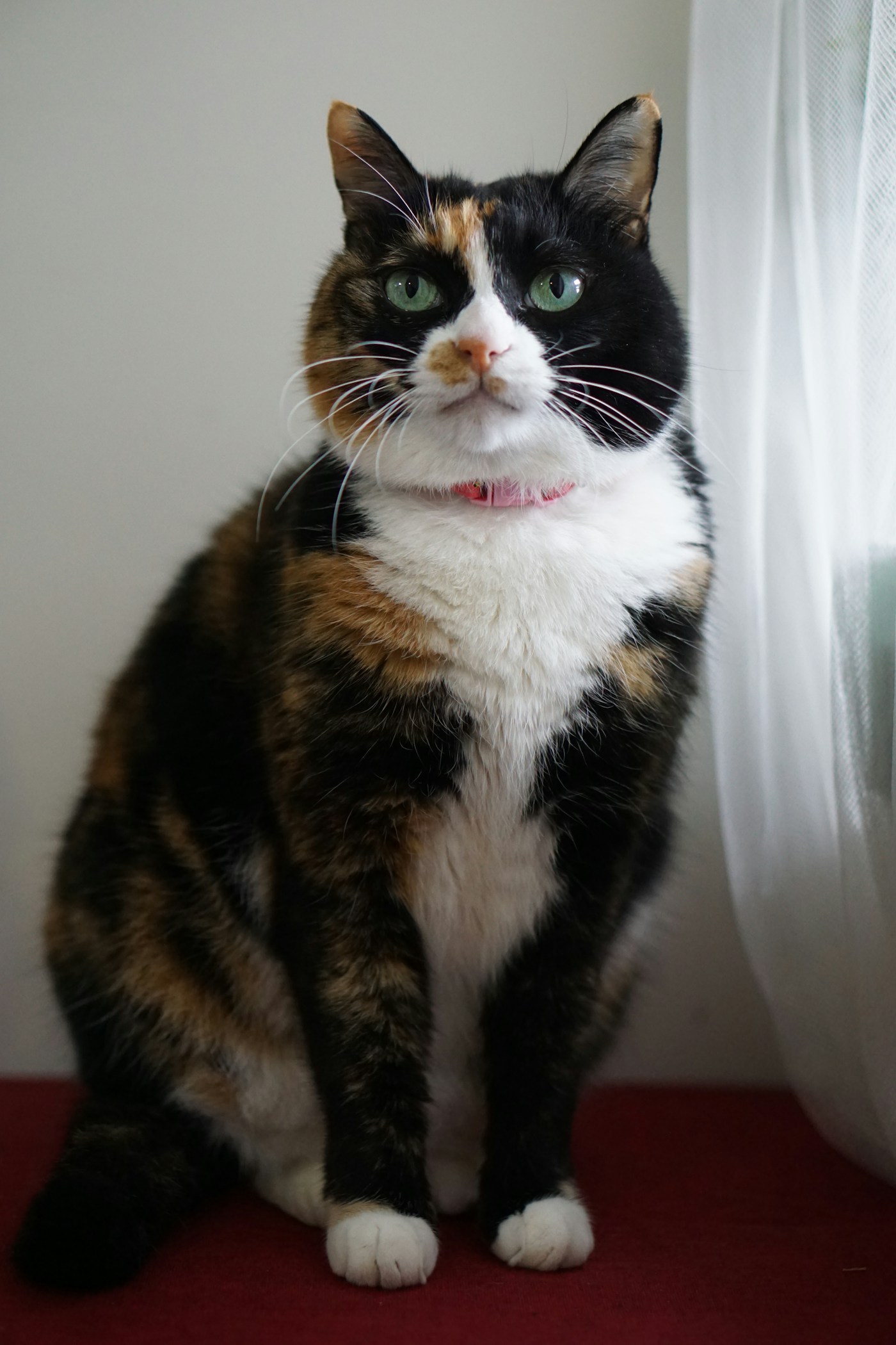 窓辺にきちんと座る三毛猫、こはく