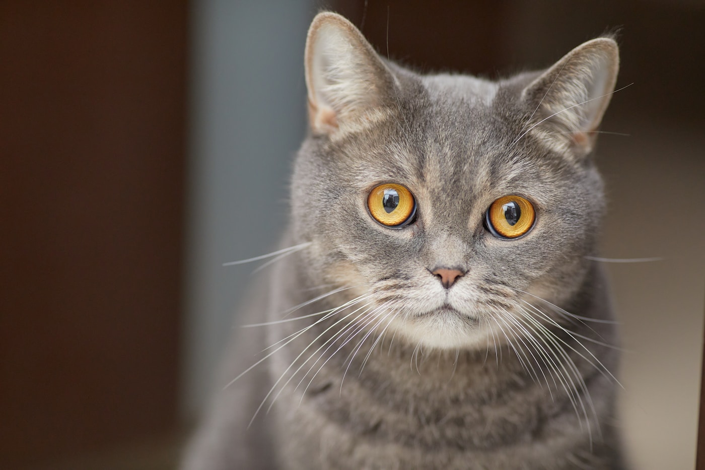 こちらをじっと見つめるグレーの猫、すみ