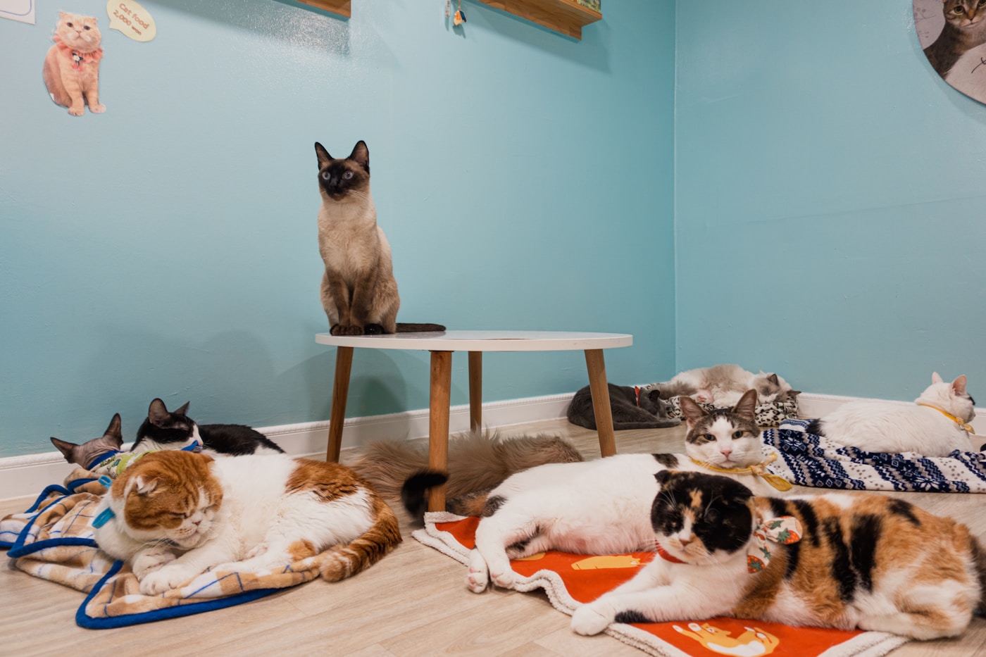 日当たりのいい部屋で、思い思いにくつろぐ猫たち