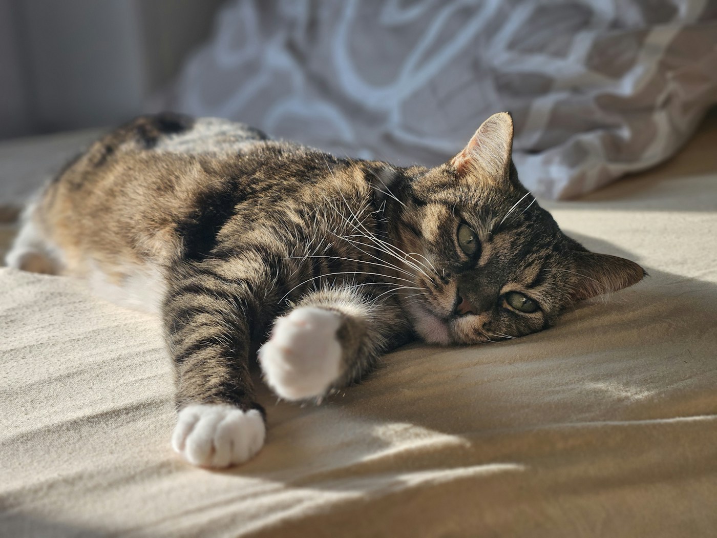 日だまりのベッドの上で、とろけるように眠る猫