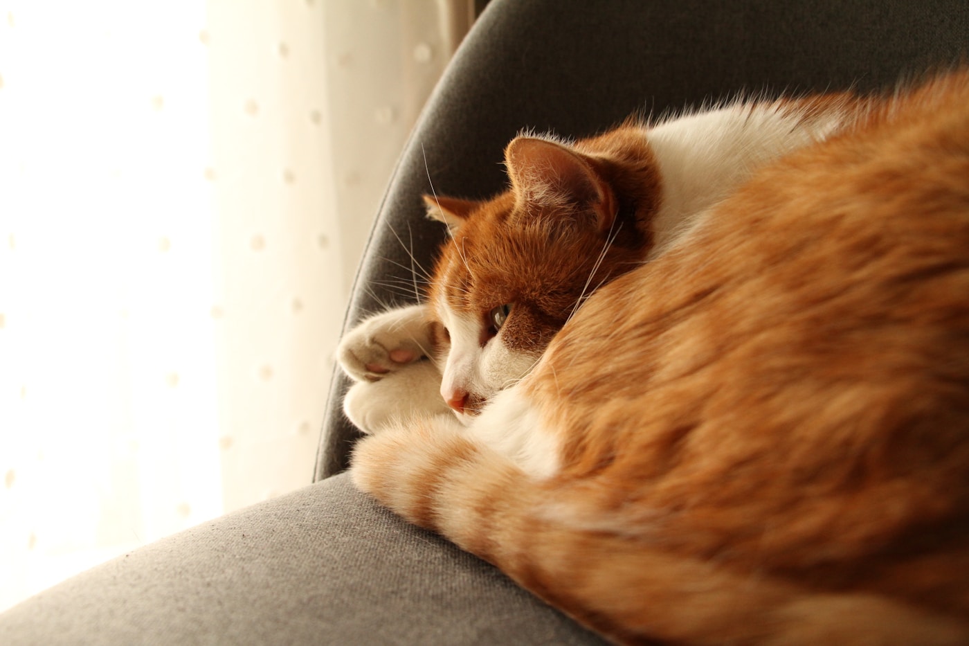 椅子の上で丸くなって眠る、茶白の猫